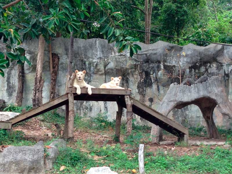 В поисках себя. Паттайя В поисках себя. Паттайя