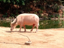В поисках себя. Паттайя В поисках себя. Паттайя