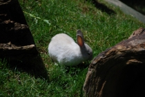 Зоопарк Торонто (Toronto Zoo)