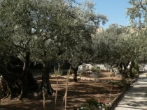 Израиль в конце октября: Иерусалим-Мертвое море-Тверия-Хайфа-Тель-Авив (25.10-07.11.2013)