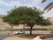 Израиль в конце октября: Иерусалим-Мертвое море-Тверия-Хайфа-Тель-Авив (25.10-07.11.2013)