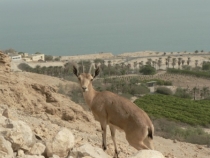 Израиль в конце октября: Иерусалим-Мертвое море-Тверия-Хайфа-Тель-Авив (25.10-07.11.2013)