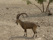 Израиль в конце октября: Иерусалим-Мертвое море-Тверия-Хайфа-Тель-Авив (25.10-07.11.2013)