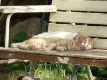 Израиль в конце октября: Иерусалим-Мертвое море-Тверия-Хайфа-Тель-Авив (25.10-07.11.2013)