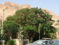 Израиль в конце октября: Иерусалим-Мертвое море-Тверия-Хайфа-Тель-Авив (25.10-07.11.2013)