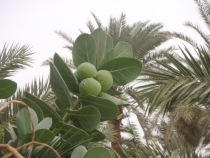 Израиль в конце октября: Иерусалим-Мертвое море-Тверия-Хайфа-Тель-Авив (25.10-07.11.2013)