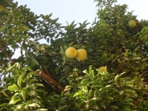 Израиль в конце октября: Иерусалим-Мертвое море-Тверия-Хайфа-Тель-Авив (25.10-07.11.2013)