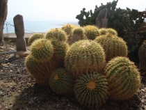 Израиль в конце октября: Иерусалим-Мертвое море-Тверия-Хайфа-Тель-Авив (25.10-07.11.2013)