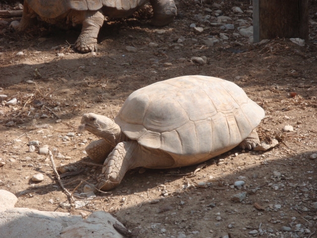 Израиль в конце октября: Иерусалим-Мертвое море-Тверия-Хайфа-Тель-Авив (25.10-07.11.2013)