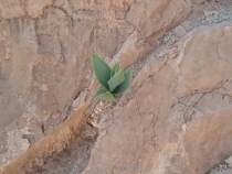 Израиль в конце октября: Иерусалим-Мертвое море-Тверия-Хайфа-Тель-Авив (25.10-07.11.2013)