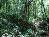 Palenque