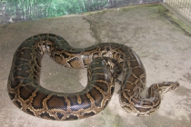 Манила-Корон-ЭльНидо-Панглао-Бохол-Себу-Боракай (Новый Год Январь 2013)