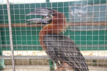 Манила-Корон-ЭльНидо-Панглао-Бохол-Себу-Боракай (Новый Год Январь 2013)