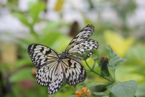 Манила-Корон-ЭльНидо-Панглао-Бохол-Себу-Боракай (Новый Год Январь 2013)