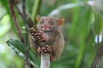 Манила-Корон-ЭльНидо-Панглао-Бохол-Себу-Боракай (Новый Год Январь 2013)