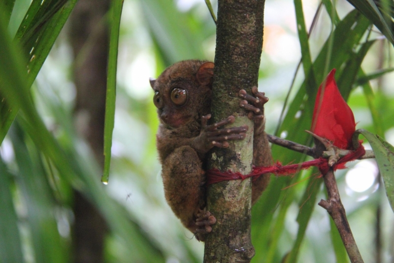 Манила-Корон-ЭльНидо-Панглао-Бохол-Себу-Боракай (Новый Год Январь 2013)