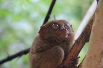 Манила-Корон-ЭльНидо-Панглао-Бохол-Себу-Боракай (Новый Год Январь 2013)