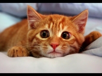 Поговорим о кошках32