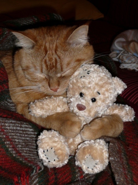 Поговорим о кошках41