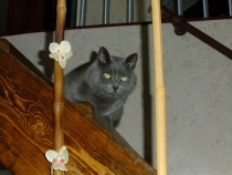 кошки