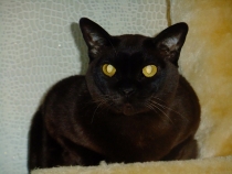 Кошки в нашей жизни. Кошки и все, что с ними связано.