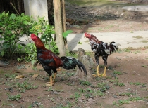 Krabi: Railay Phutawan Resort