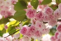 Япония за 2 недели. Нужны советы...