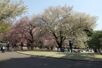 Япония за 2 недели. Нужны советы...