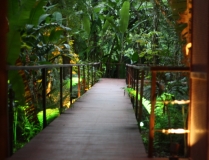 Jungle