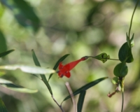 Jungle