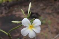 Мой первый долгожданный самоход в Тайланд Пукет-Пи-Пи-Краби-Бангкок