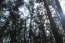 Мой первый долгожданный самоход в Тайланд Пукет-Пи-Пи-Краби-Бангкок