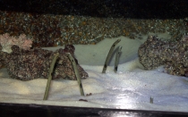 Мечты сбываются или небольшое путешествие: Паттайя-Ко-Чанг-Ко-Мак–Бангкок. Путевые заметки