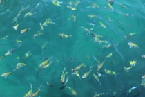 Мой первый долгожданный самоход в Тайланд Пукет-Пи-Пи-Краби-Бангкок