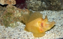 Мечты сбываются или небольшое путешествие: Паттайя-Ко-Чанг-Ко-Мак–Бангкок. Путевые заметки