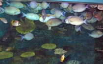 Мечты сбываются или небольшое путешествие: Паттайя-Ко-Чанг-Ко-Мак–Бангкок. Путевые заметки