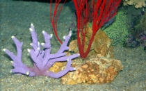 Мечты сбываются или небольшое путешествие: Паттайя-Ко-Чанг-Ко-Мак–Бангкок. Путевые заметки