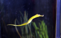 Мечты сбываются или небольшое путешествие: Паттайя-Ко-Чанг-Ко-Мак–Бангкок. Путевые заметки