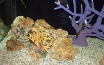 Мечты сбываются или небольшое путешествие: Паттайя-Ко-Чанг-Ко-Мак–Бангкок. Путевые заметки