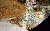 Мечты сбываются или небольшое путешествие: Паттайя-Ко-Чанг-Ко-Мак–Бангкок. Путевые заметки