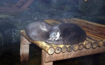 Мечты сбываются или небольшое путешествие: Паттайя-Ко-Чанг-Ко-Мак–Бангкок. Путевые заметки