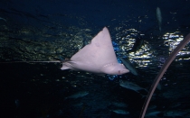 Мечты сбываются или небольшое путешествие: Паттайя-Ко-Чанг-Ко-Мак–Бангкок. Путевые заметки