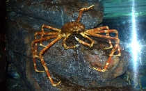 Мечты сбываются или небольшое путешествие: Паттайя-Ко-Чанг-Ко-Мак–Бангкок. Путевые заметки