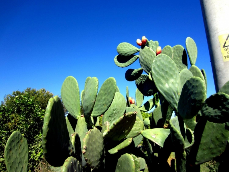 В Турцию на лихом коне!
