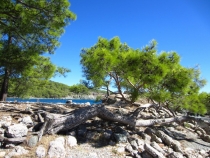 В Турцию на лихом коне!