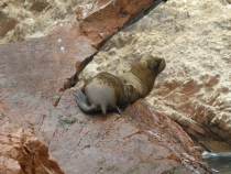 ПЕРУ – успеть за две недели. 8.12.2013 – 22.12.2013.