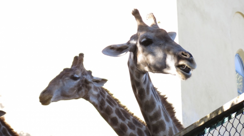 Солнечный и теплый октябрьский Лиссабон, сказочная Синтра, могущественный океан