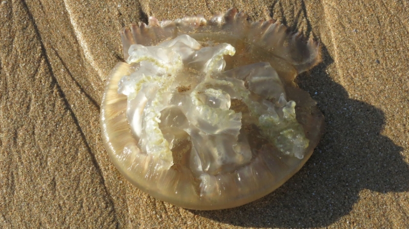 Солнечный и теплый октябрьский Лиссабон, сказочная Синтра, могущественный океан