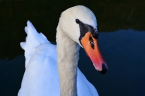 Австрия+кусочек Баварии без авто. Октябрь 2013. Вена-Мюнхен-Зальцбург-Зальцкаммергут-Вена