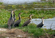 Белогрудые бакланы. (Кения)